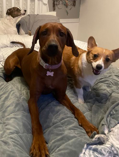 dogs on a bed