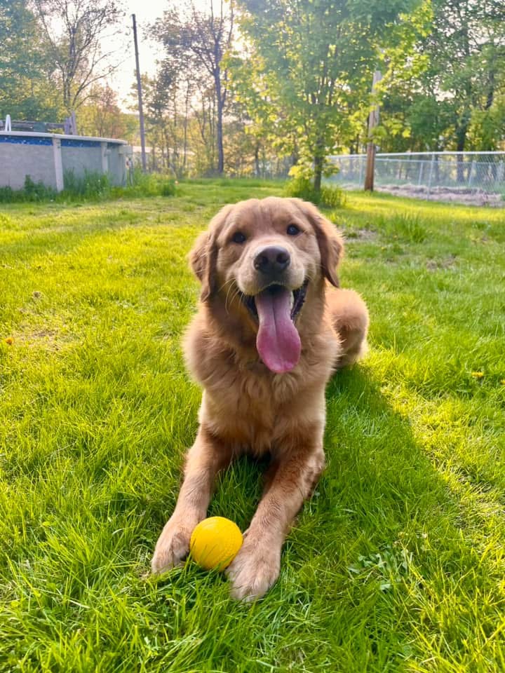 Mutt Madness Photo Contest Winner is Gus!